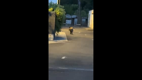 Boar rams through gate while running away in Paris, France