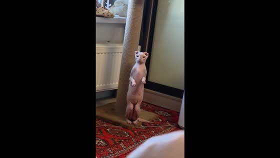 Sphynx cat appears to wave at owner in amusing moment in St. Petersburg, Russia
