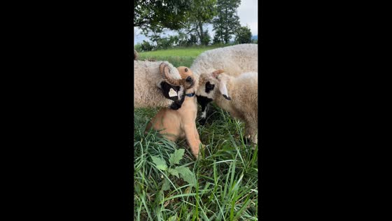 Friendly farm dog bonds with sheep in Virginia, USA