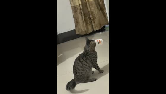 Curious cat gets paper cup stuck on face in Guangxi, China