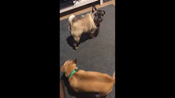 Pug struggles to reach food on its back in Chowchilla, California, USA