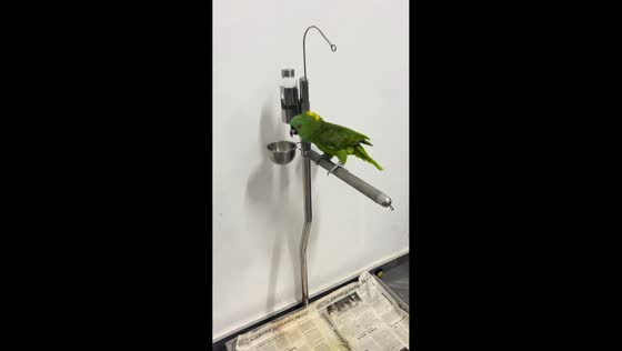 Green parrot mimics sounds and interacts with owner in Guangdong, China