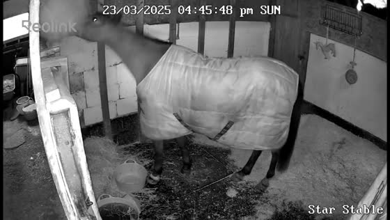 Playful 11-year-old mare struggles with haynet in London, England, UK