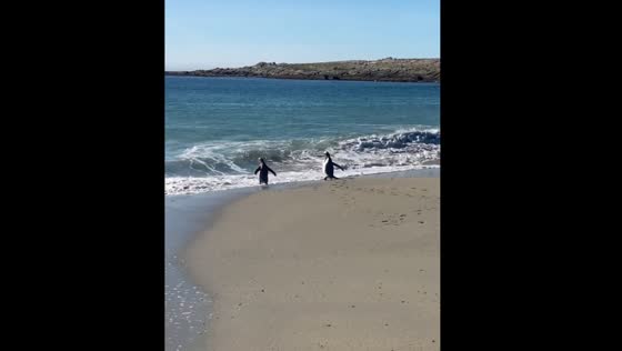 Two penguins running into the water on the shores of Falkland Islands