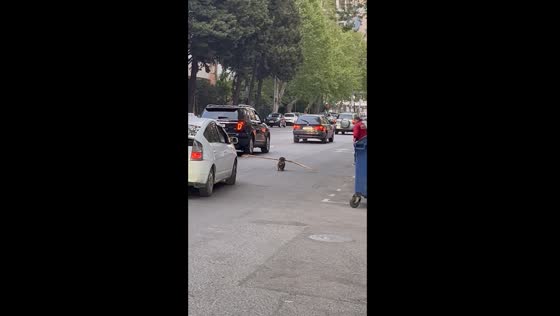 Video captures adorable scene of dog carrying stick through traffic in Tbilisi