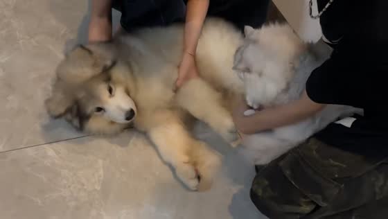 Dog startled after cat is placed beside it in Hainan, China