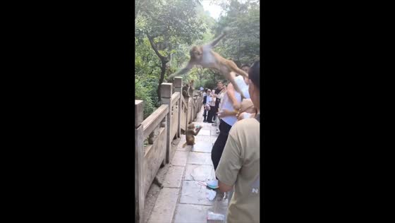 Monkey retaliates after man playfully slaps it at Qianling Mountain Park, Guiyang