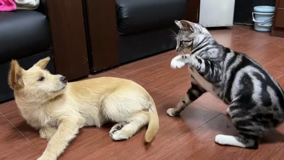 Dog cries and walks away after a few big smacks from cat in Hubei, China