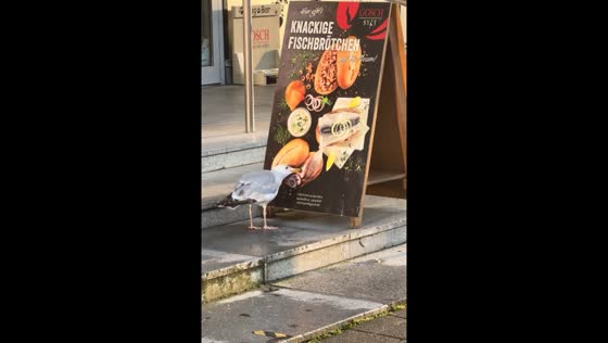 Persistent bird attempts to peck at food picture