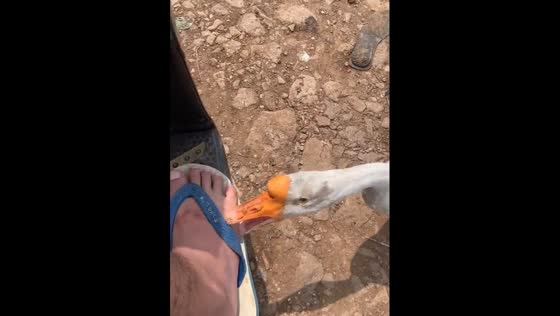 Hilarious goose trying to eat the guy's feet!