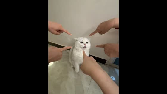 Cat calms down after being pointed at in Beijing, China