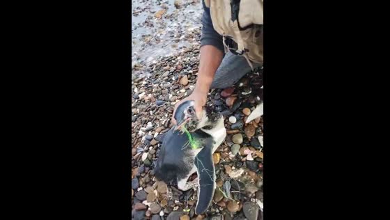 Penguin rescued from fishing hook off Argentina's Camino de La Costa