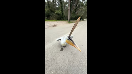 Pelican snaps at visitor during roadside encounter in Divjakë-Karavasta National Park, Albania