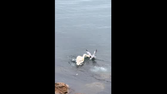 Swan attacks bird near its chicks in Toronto, Canada