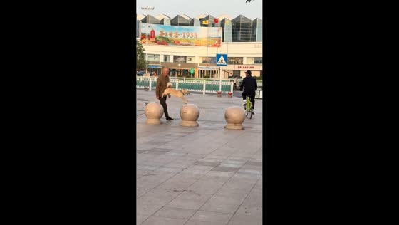 Playful dog shows off jumping skills on stone spheres in Shandong, China