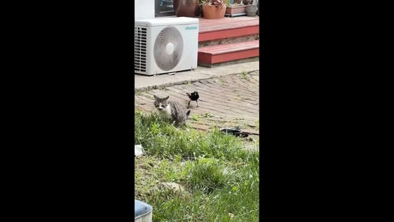 Persistent magpie pesters calm kitten in Shandong, China 