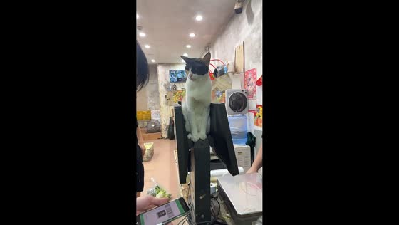 Cat stands upright on grocery scale display inside busy marketplace in Guangdong, China