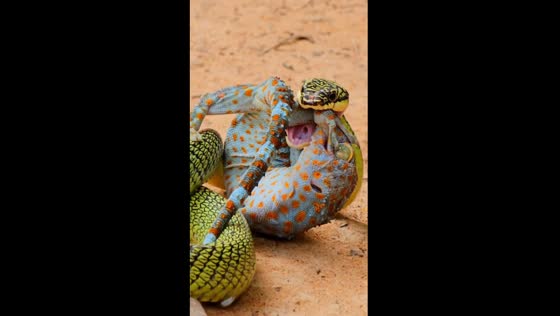 Gecko's ingenious defense: biting its own leg to outsmart venomous snake attack