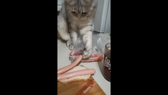 Cat named Mickey's hilarious sausage heist caught on camera