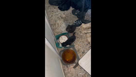 Person feeds abandoned kittens in O Grove, Spain