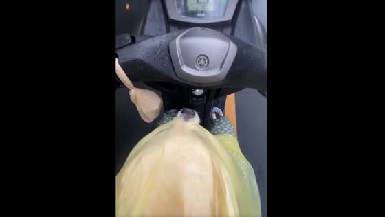 Cute dog enjoying the ride on a motorbike while inside a raincoat!