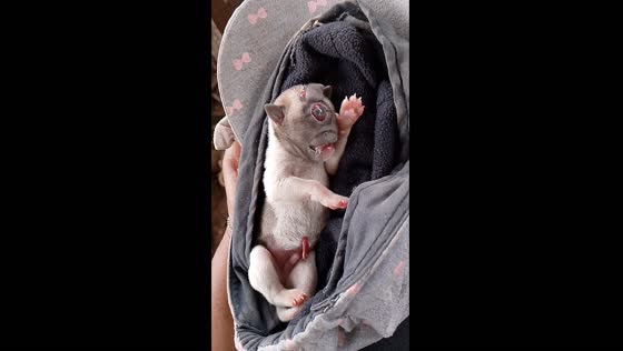 Dog gives birth to one-eyed puppy in Magsaysay, Lanao del Norte