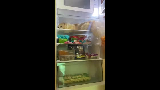 Persian cat lounges inside open refrigerator in Jakarta, Indonesia