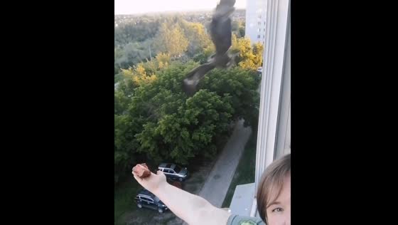 Feeding kites from the 7th floor in Novosibirsk