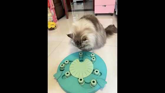 Cat solves puzzle toy to find hidden treat in Hebei, China