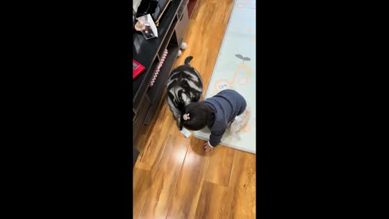 Playful cat helps child retrieve toy in Shaanxi, China