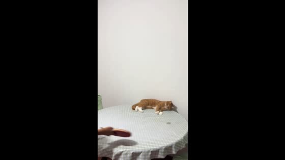 Cat playfully joins a ping-pong game in Anhui, China
