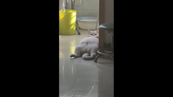 Cat relaxes on floor and reacts to owner’s voice in Shaanxi, China