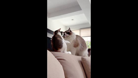 Ragdoll cat knocks another cat off couch during playful swatting in Fujian, China