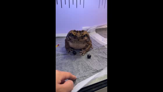Cane toad tries to eat blueberries in Zhejiang, China