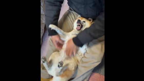 Funny play with a dog in Osaka, Japan