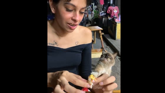 Cat begs for food from person in La Guaira, Venezuela