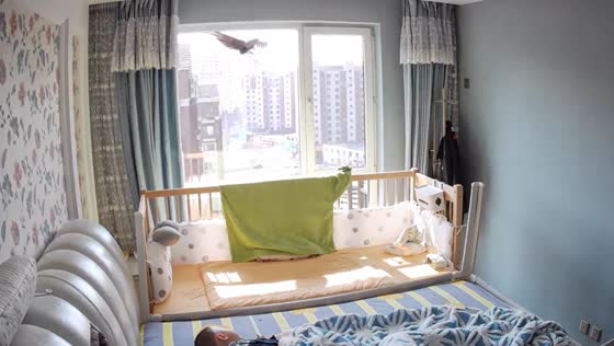 Bird hits glass window and falls in Liaoning, China