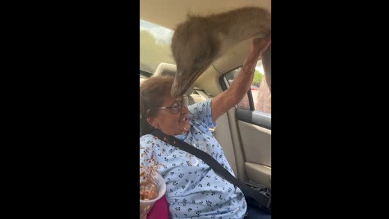 Ostrich sticks head inside car through open window in Nuevo Leon, Mexico