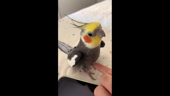 Singing parrot performs children’s song in Anhui, China