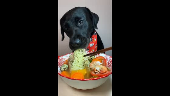 Dog enjoys seafood noodle bowl in Hunan, China