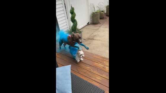 Gender reveal: dogs painted blue unveil baby's gender
