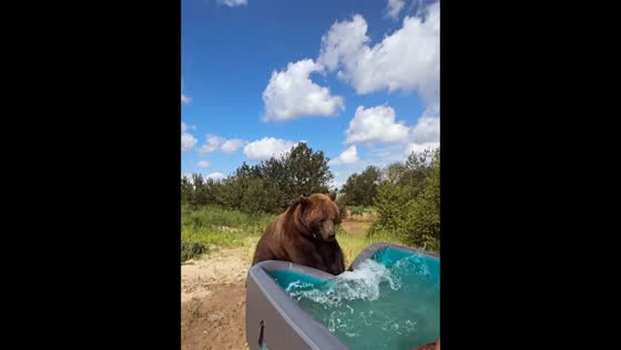 Bear shakes inflatable pool to avoid getting in at Moscow, Russia