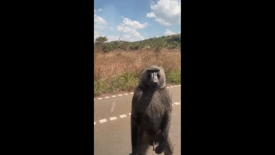 Baboon wanders onto highway in Karamoja, Uganda