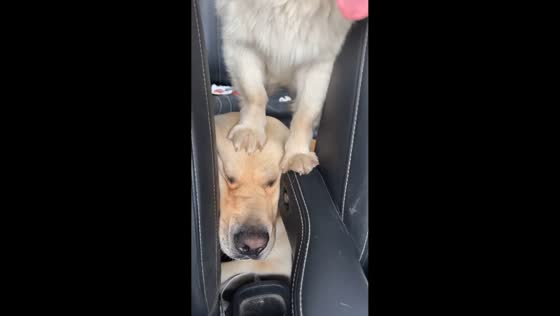 Labrador stays calm as playful dog interacts inside car in Jiangsu, China