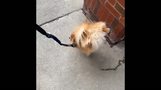 Dog performs headstand while peeing in Massena