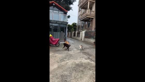 Cat interrupts dogs’ fight in Guangdong, China