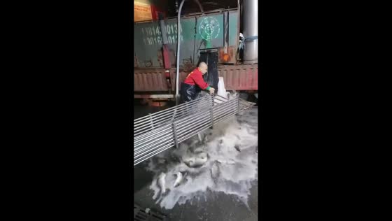 Fish ramp slips, causing chaotic spill during unloading in Shanxi, China