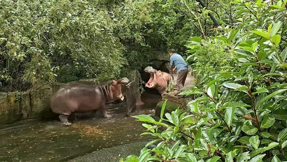 Two hippos clash after enclosure gate opens in Zhejiang, China