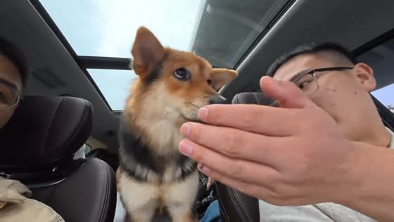 Shiba Inu gets motion sickness during car ride in Hubei, China