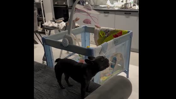 Dog whines while watching crying child in Samara, Russia